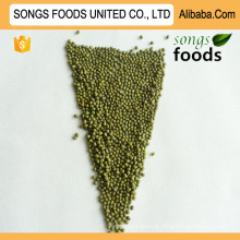 Business Opportunities Distributor Green Mung Beans